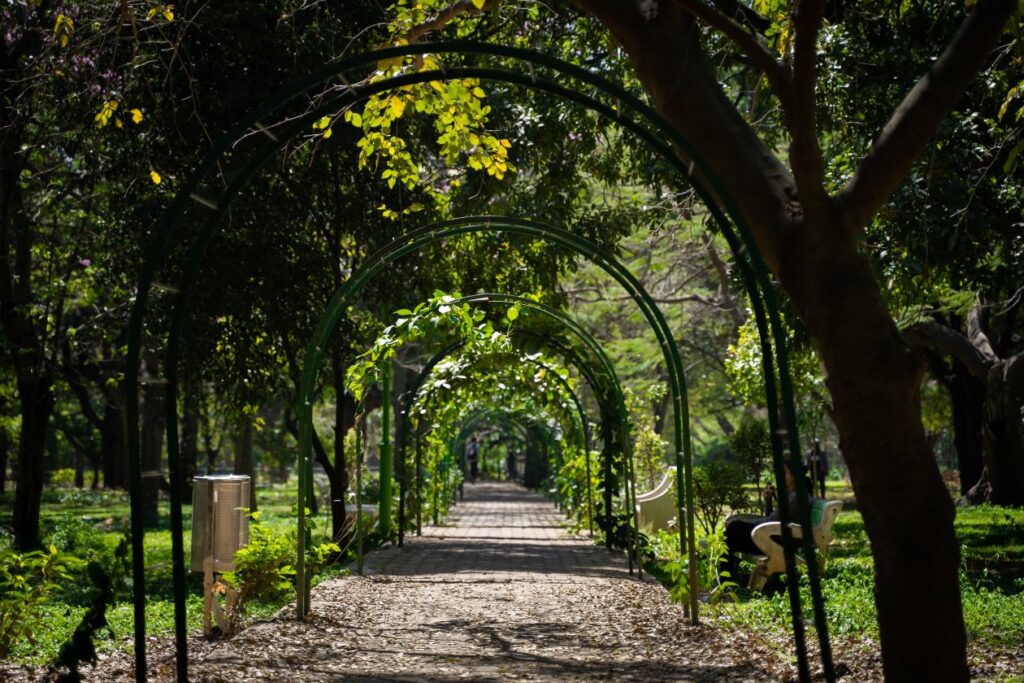 Greenary in Cubbon Park Bangalore