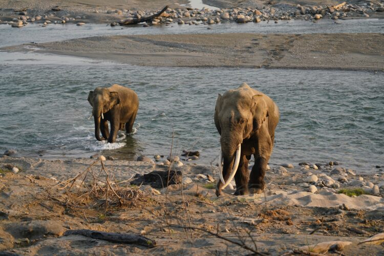 National Parks in India - Elephants at camp